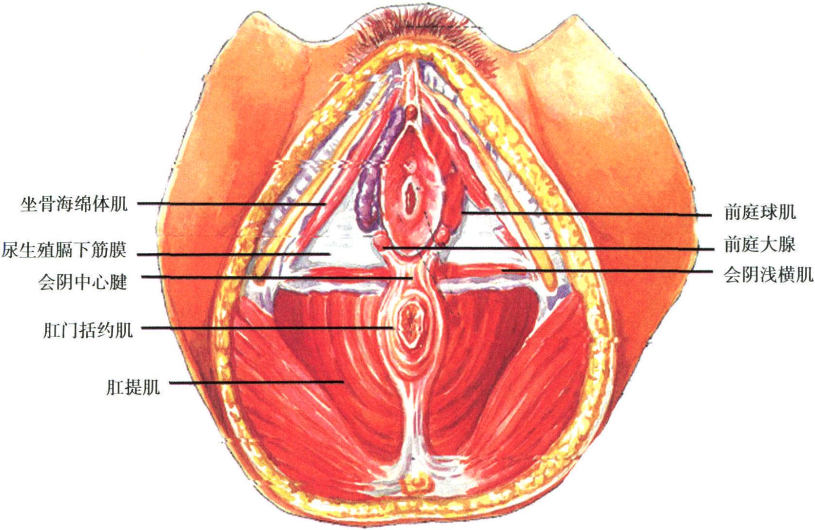 第一章 女性生殖器解剖